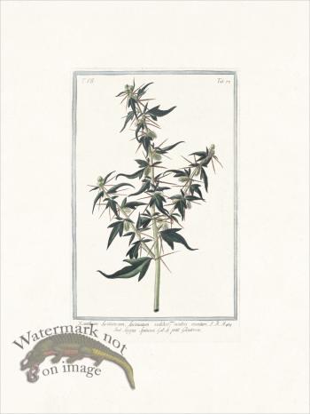 Bonelli 673 spiny cockleburr